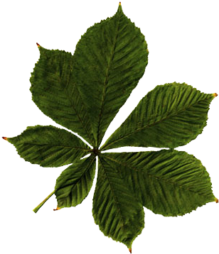 Chestnut Leaf Png Image - Leaves Without A Background (350x391)