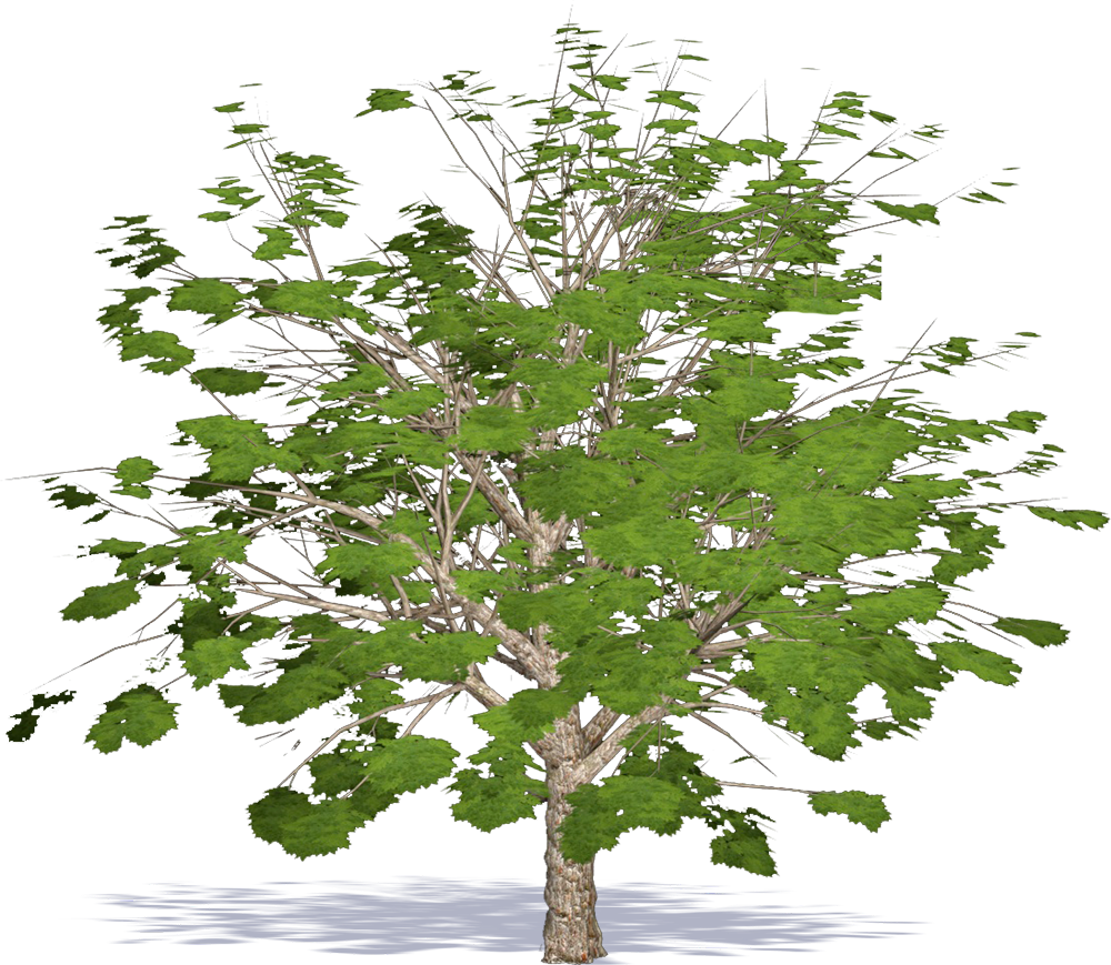 Swamp Maple (1000x869)