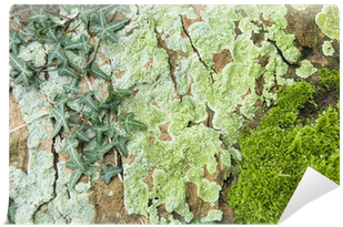 Horsechestnut Tree Bark, Ivy Leaves, Moss And Lichen - Stone Wall (400x400)