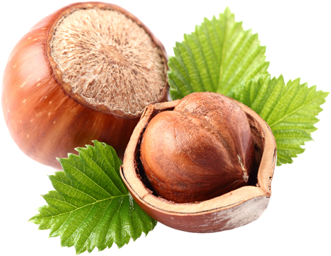 The Flavor Of Love - Hazelnut Png Transparent (600x482)