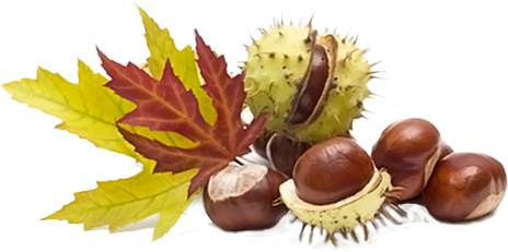 הפרי הזה במיוחד עשיר בויטמין B, C, ויטמין P-p - Chestnut (497x290)