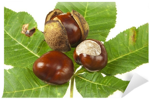 Some Horse Chestnuts On Green Chestnut Leaves Wall - Chestnut (400x400)