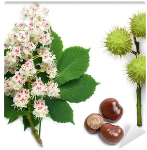 Horse-chestnut Flowers, Leaf And Seeds Wall Mural • - Horse Chestnut Tree Flower (400x400)