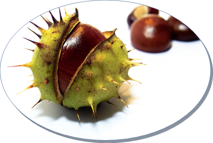 At Kestanesi Ekstrakt - Horse Chestnut (432x289)