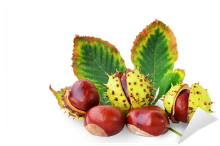 Horse-chestnuts Fruits And Leaf Isolated Wall Mural - Chestnut (400x400)