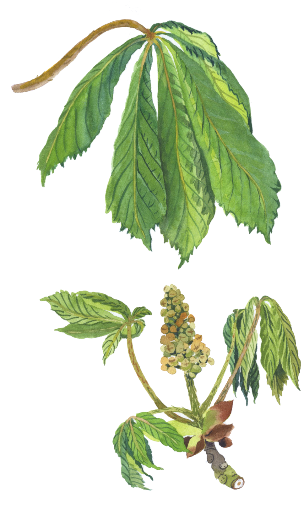 Horse Chestnut2 - Horse Chestnut2 (1000x1673)