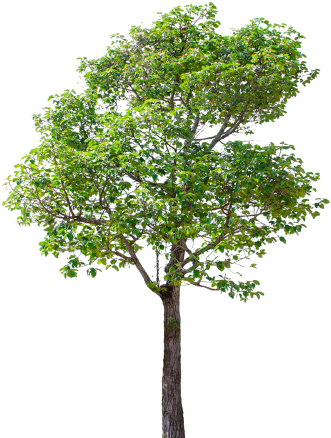 To A Number Of Prevalent, And In Some Cases Incurable, - Tree Png (350x450)