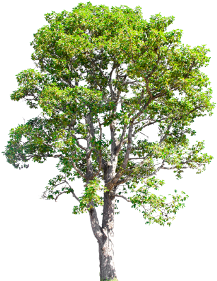 To A Number Of Prevalent, And In Some Cases Incurable, - Maple Tree In Drawing (350x450)