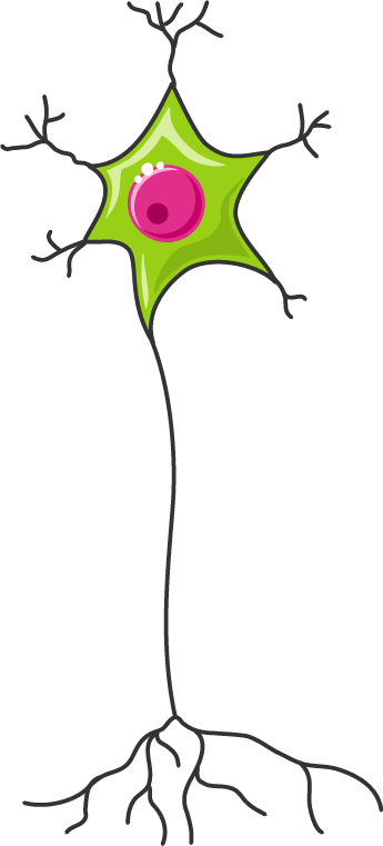 Neuron - Neuron (345x761)