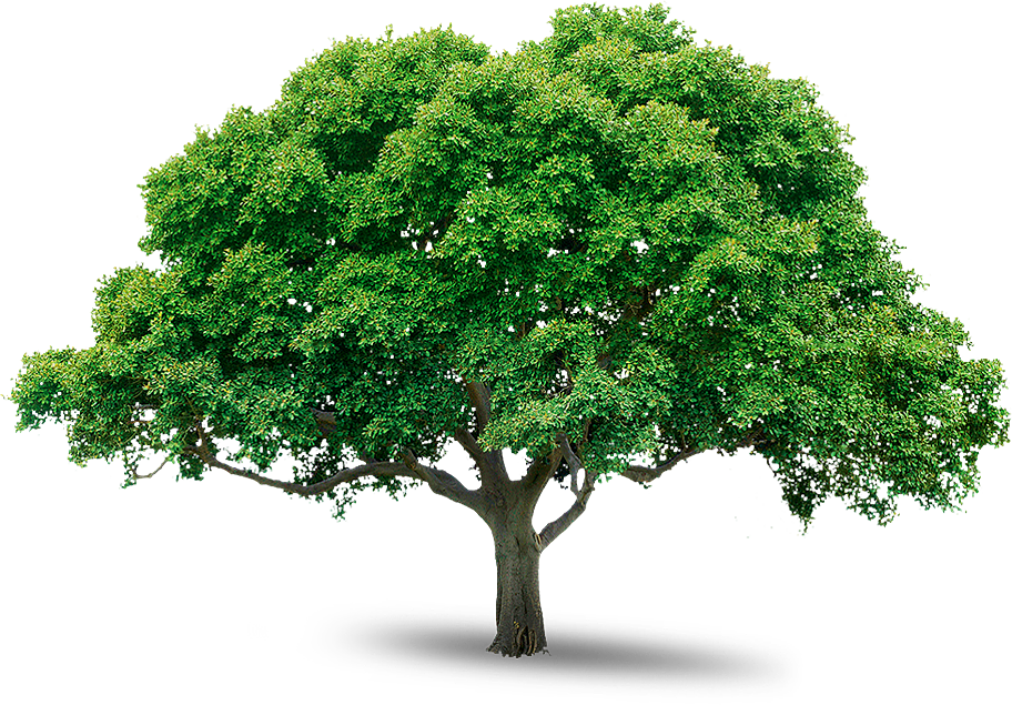 Tree Png Images Pictures - Png Trees Free Download (912x635)