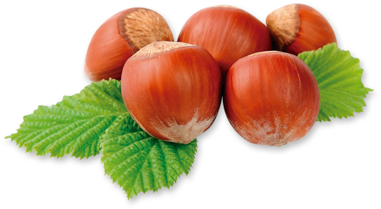 Hazelnut - Meltonic Honey Hazelnut Energy Bar (566x341)