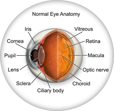 Anatomy Of Eye Exam - Cataracts Of The Eye (376x364)