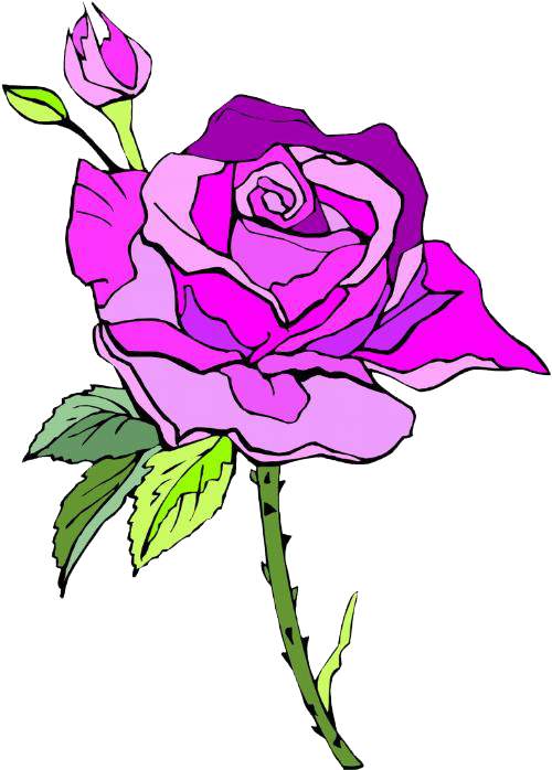 Garden Roses Centifolia Roses Rosa Chinensis Beach - Garden Roses Centifolia Roses Rosa Chinensis Beach (500x698)