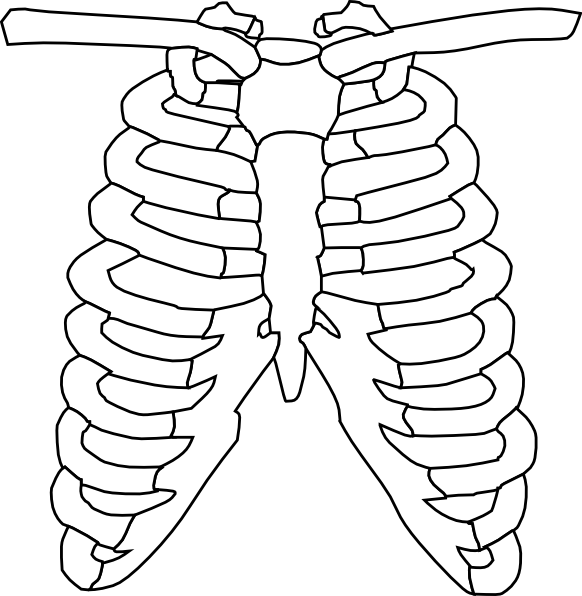 X Ray Clipart - X Ray Line Drawing (582x596)