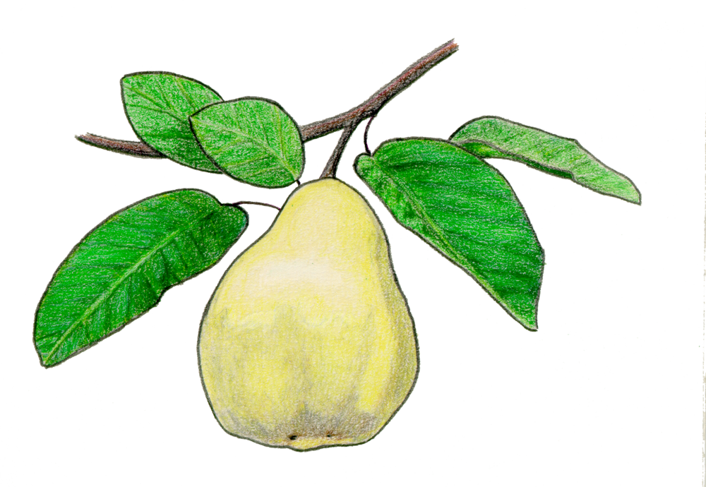 Quince Fruit - Quince Drawing - (1000x690) Png Clipart Download. 