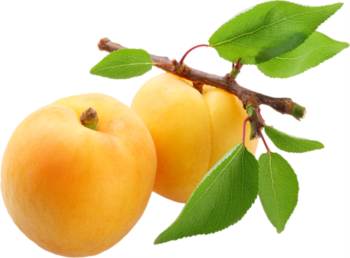 Fruit Tree Drawing Download - Chef Masterpiece Herbs Flavor Snack Specialty Fruit (500x368)