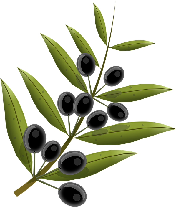 Olive, Tree - - Olivenzweig Türkei (597x720)