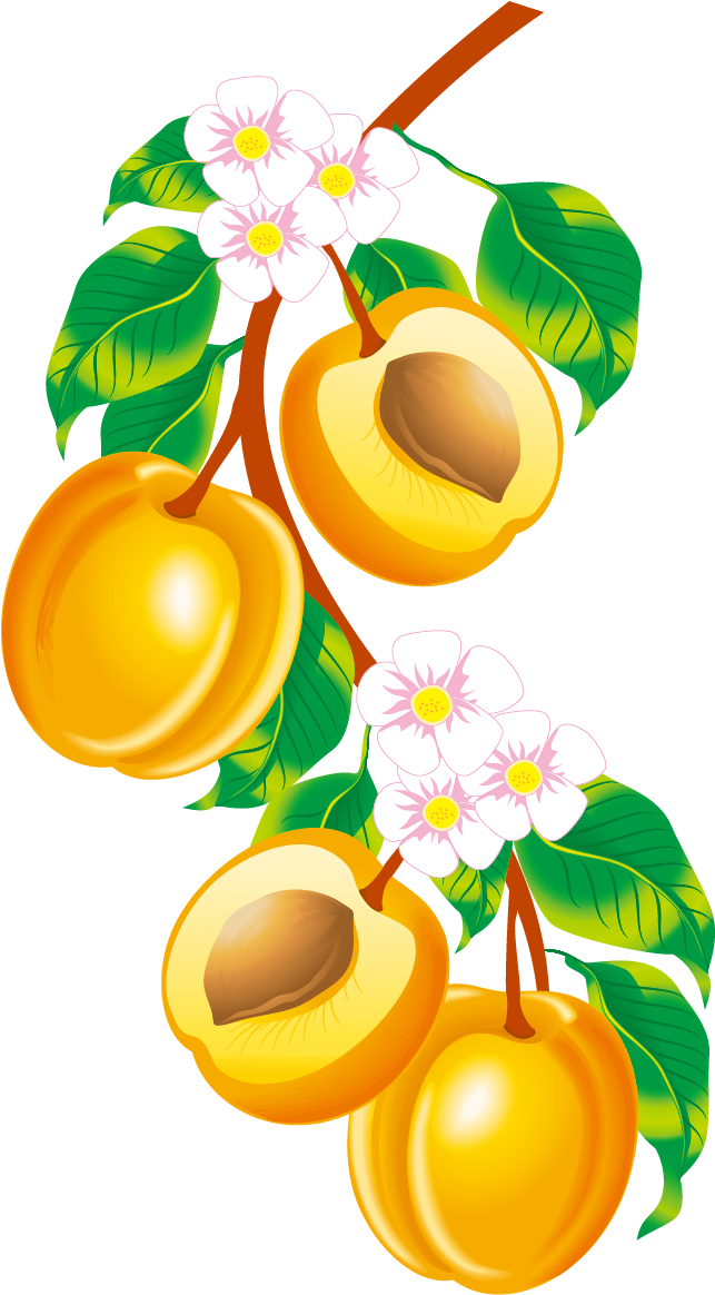 Fruit Apricot Drawing Clip Art - Mulberry Fruit Clipart (1663x1304)