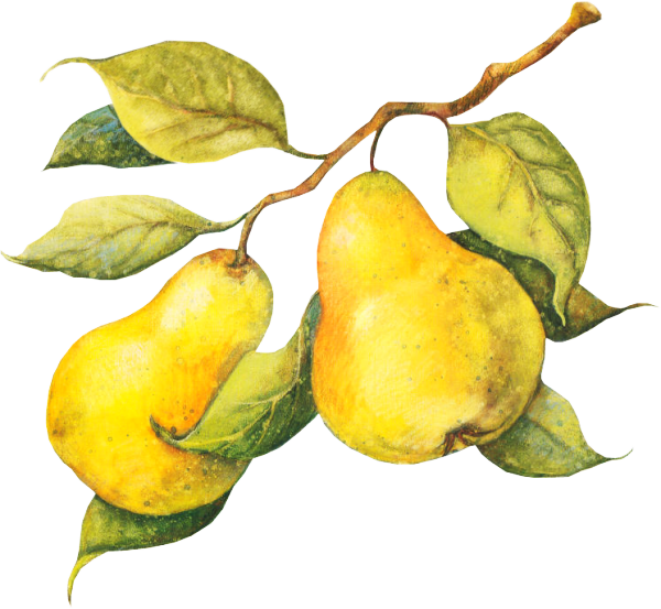 Explore Fruit Food, Food Illustrations, And More - Fruit (600x553)