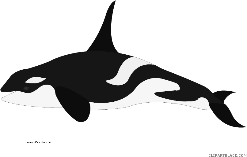 Orca Animal Free Black White Clipart Images Clipartblack - Касатка Клипарт (822x567)