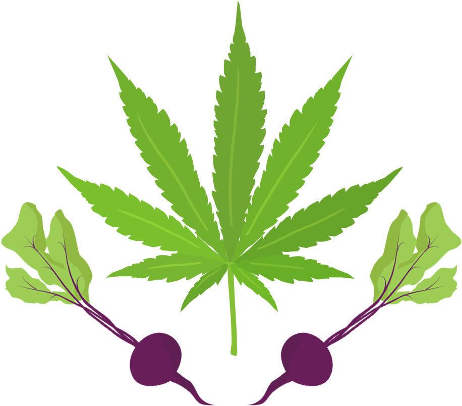 Cannabeets - Marijuana Used For Medical Purposes (1000x1000)