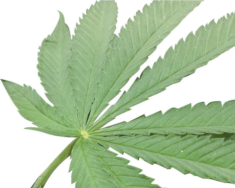 Cannabis Hemp Arnold Cannabidiol - Cannabis Hemp Arnold Cannabidiol (1920x640)