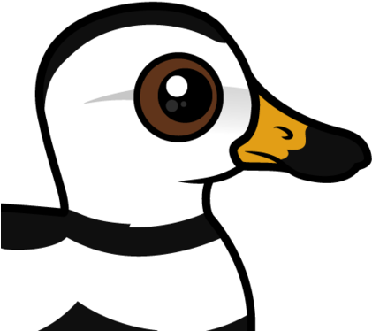 About The Labrador Duck - Labrador Duck (440x440)