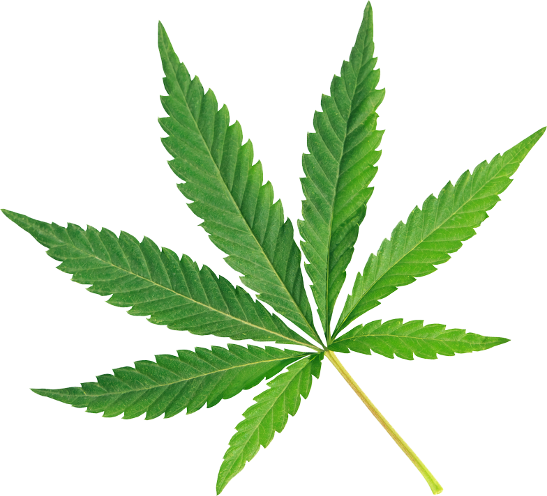 Cannabis And Rain Forest Cbd - Marijuana Leaf White Background (784x712)