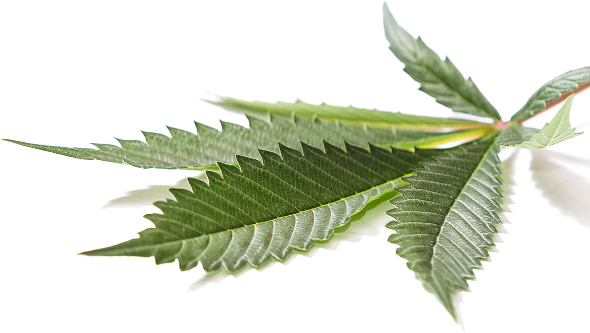 Medical Cannabis Cannabidiol Hemp Leaf - Medical Cannabis Cannabidiol Hemp Leaf (1280x912)
