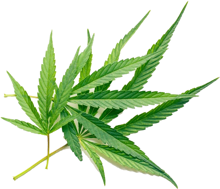 Cannabis Sativa Cannabidiol Tetrahydrocannabinol Hash - Cannabis Sativa Cannabidiol Tetrahydrocannabinol Hash (962x726)