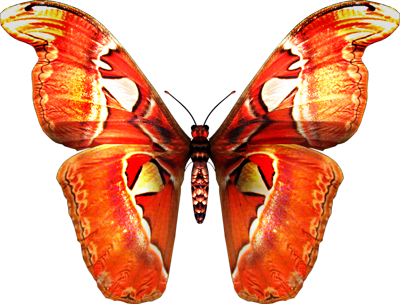 [ Img] - Butterfly Psd (1383x1052)