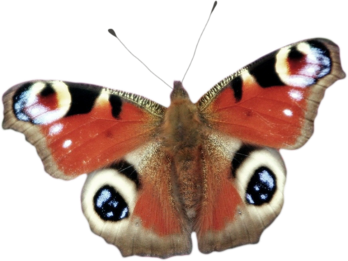 [ Img] - Tiger Butterfly Tattoo (500x375)