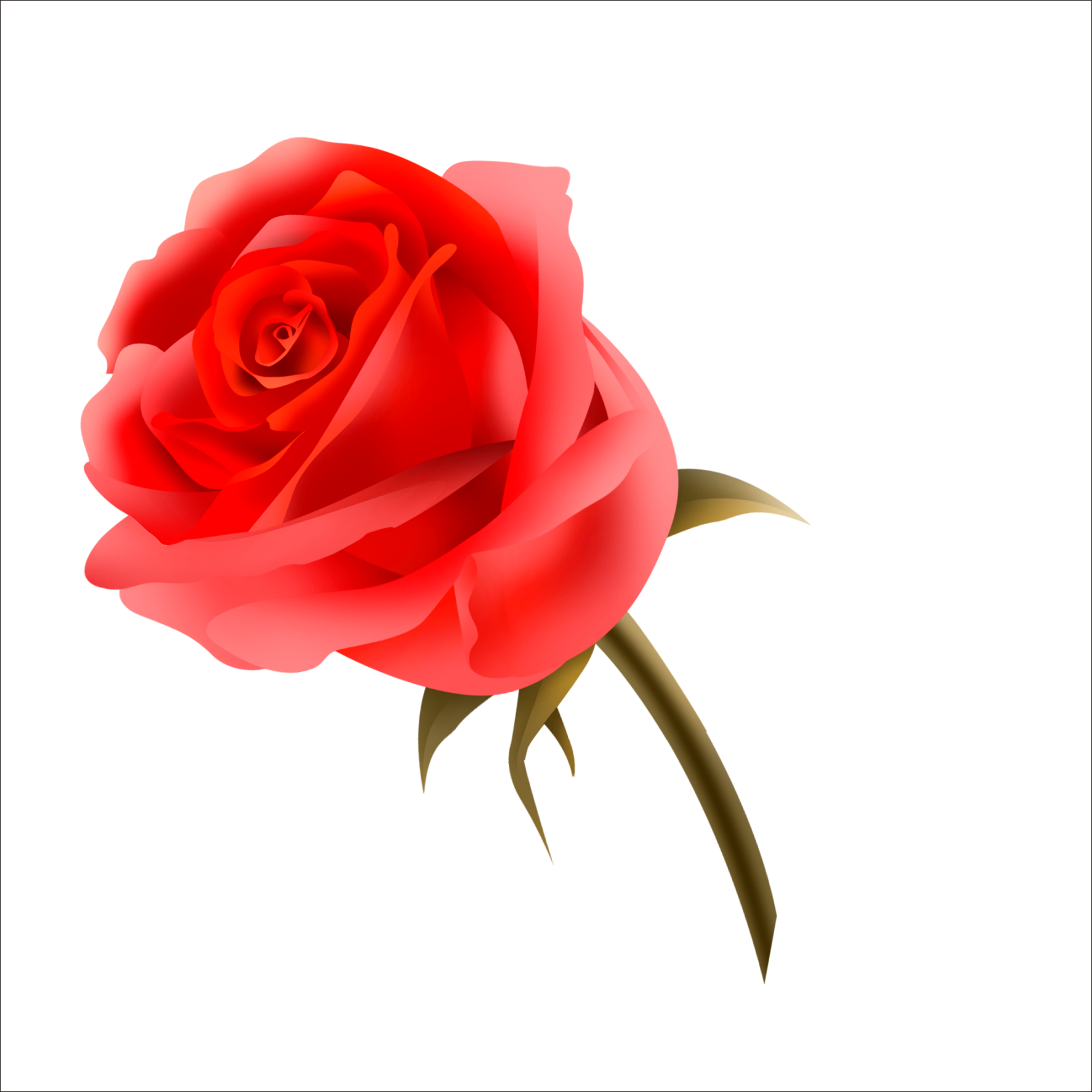 Garden Roses Centifolia Roses Beach Rose Rosa Multiflora - Garden Roses Centifolia Roses Beach Rose Rosa Multiflora (1773x1773)