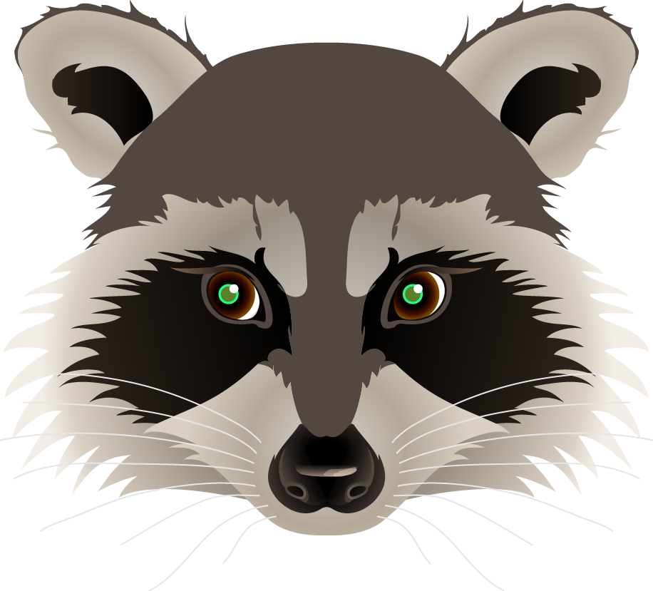 Cartoon Raccoon Drawings Related Keywords & Suggestions - Raccoon Head Png (916x829)