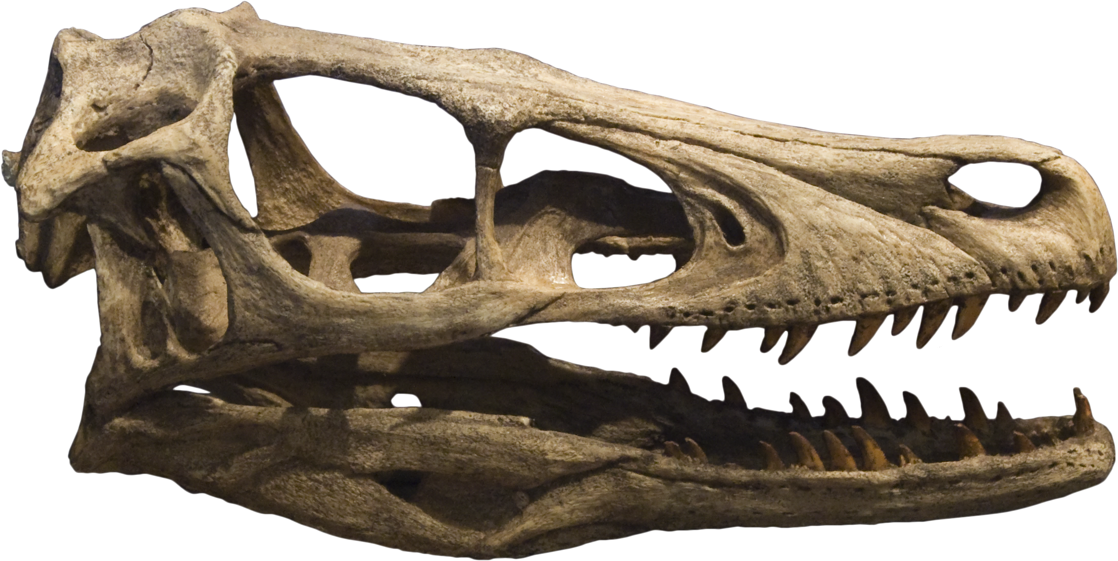 Raptor Skull And Brain Drawing - Velociraptor Skull (2304x1728)