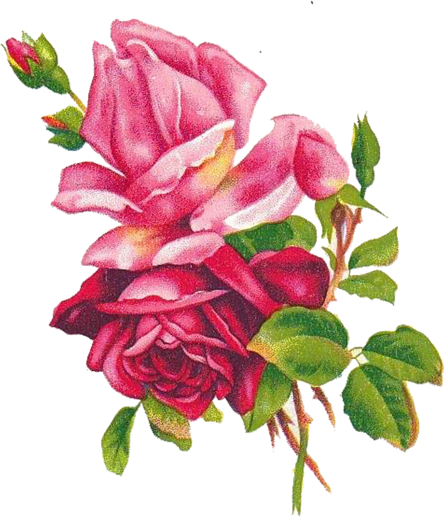 Beach Rose Flower Blue Rose Painting Drawing - Flores Vintage (2478x2835)