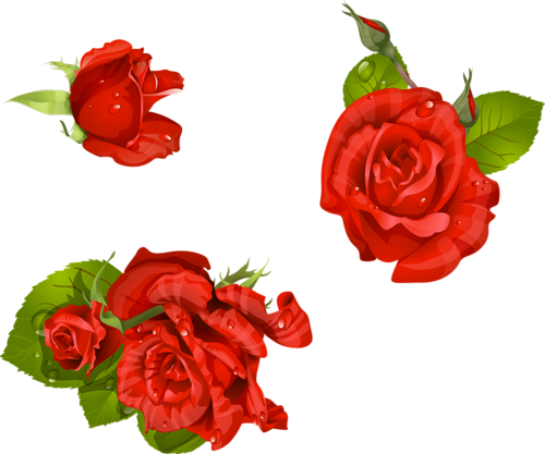 Garden Roses Floribunda Centifolia Roses Cut Flowers - Garden Roses Floribunda Centifolia Roses Cut Flowers (500x417)