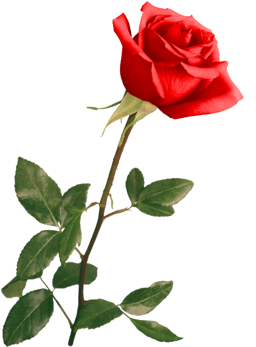 Red Rose By Violettalestrange - Wedding Backgrounds For Photoshop (520x701)