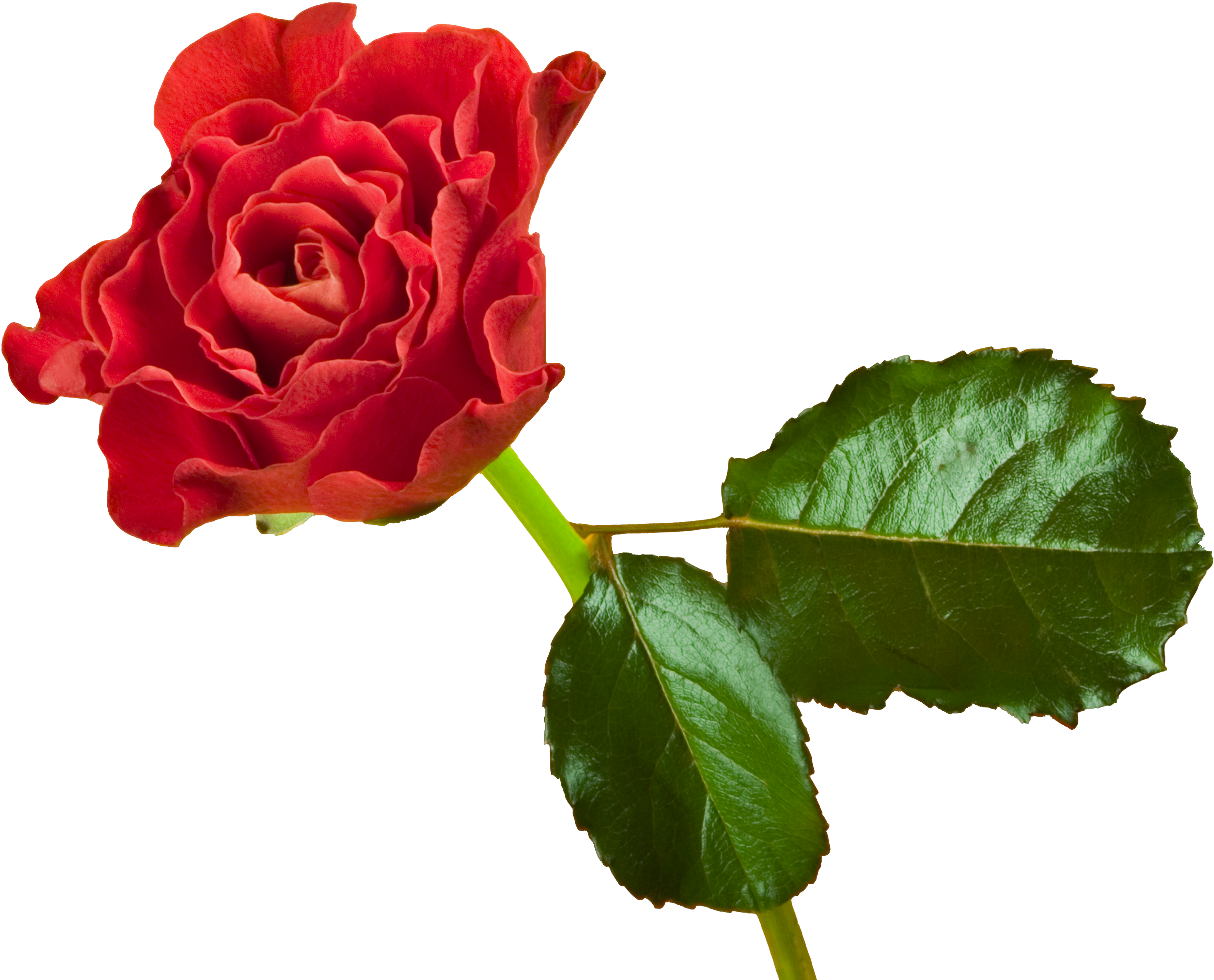 Garden Roses Flower Desktop Wallpaper Laptop High-definition - Garden Roses Flower Desktop Wallpaper Laptop High-definition (3564x2877)