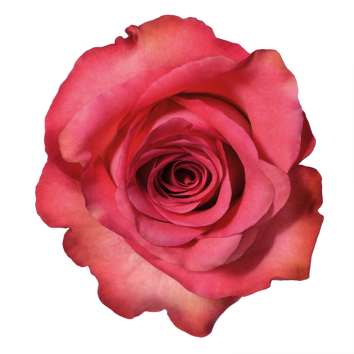 Pesquisa Do Google - Overlays Transparent Tumblr Rosas (500x500)