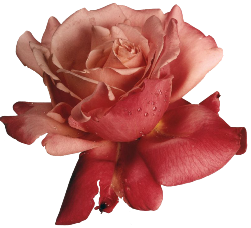 Transparent-flowers - Rubber Stampede Rose Stamp (500x455)