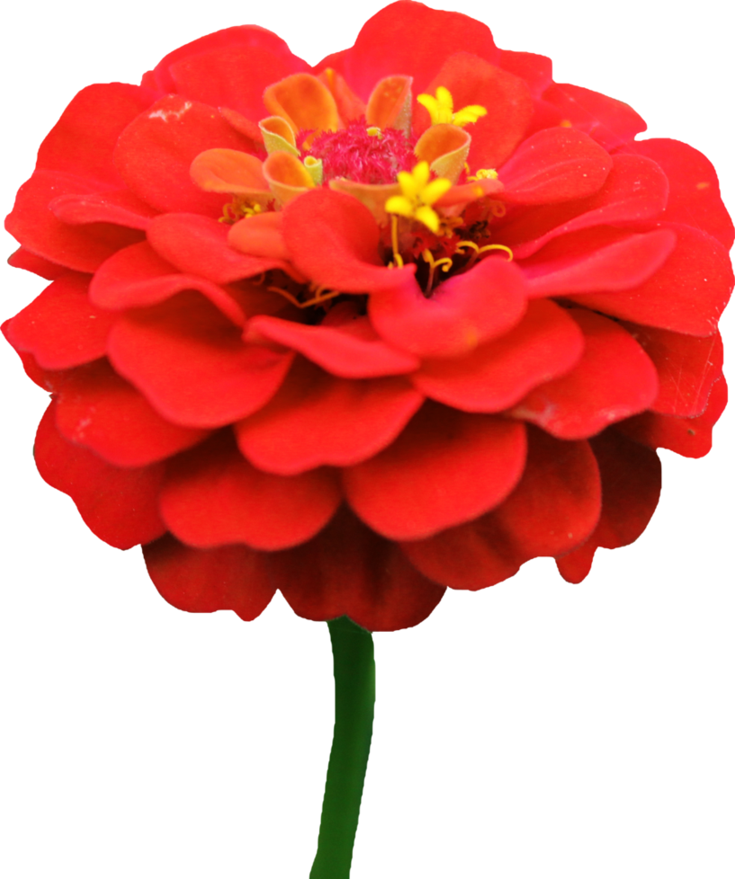 Red Flower Crown Transparent Download - Zinnia Elegans Png (817x978)