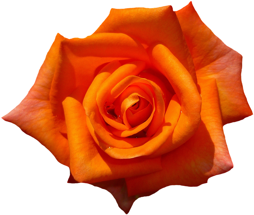 Rose, Orange, Blossom, Bloom, Flower, Orange Roses - Orange Rose Transparent Background (849x720)