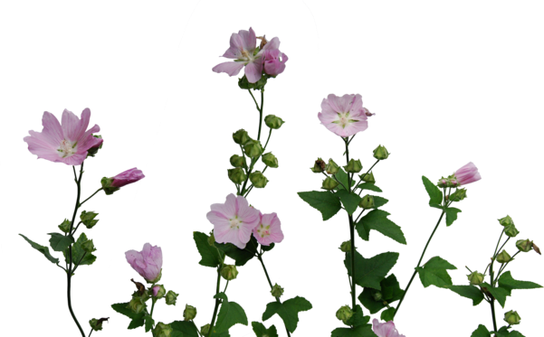 Transparent Flowers Transparent Flowers Colour Plant - Transparent Tumblr Plants (601x373)