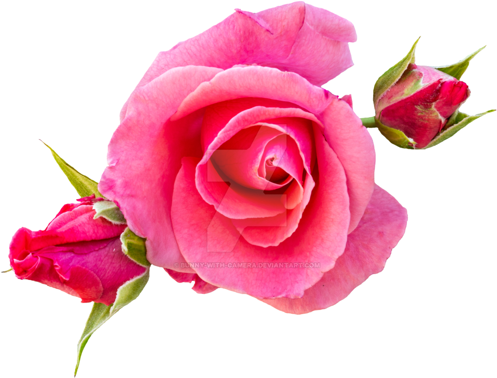 Pink Roses Png By Bunny With Camera - Rose (1024x768)