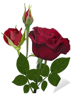 Dark Red Rose Flower And Buds Isolated On White Sticker - Botão De Rosa Vermelha (400x400)