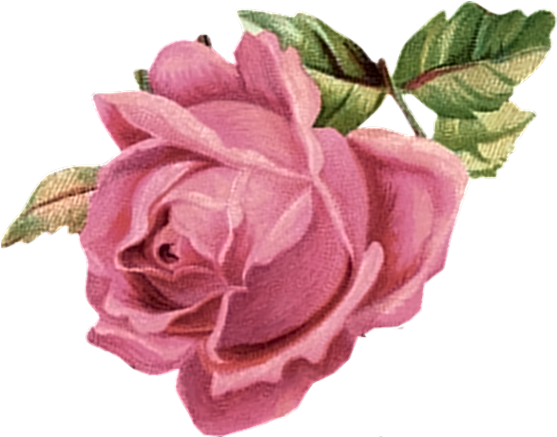 Pink Rose - Vintage Pink Rose Png (566x545)