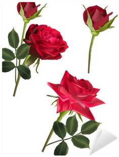 Three Dark Red Roses Isolated On White Sticker • Pixers® - Painting (400x400)