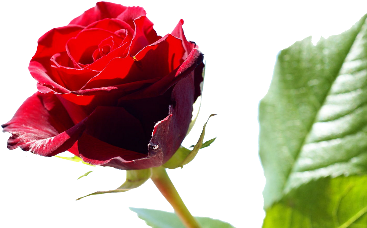 Rose Wikipedia,free Shipping Vestidos De Novia Real - Happy Rose Day To Friends (1600x1000)