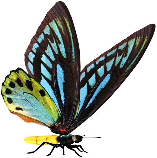Clip Art - Butterfly Stock (502x507)